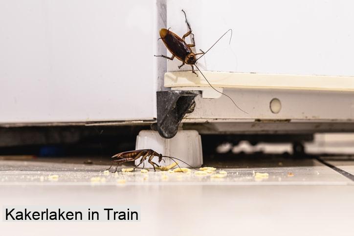 Kakerlaken in Train